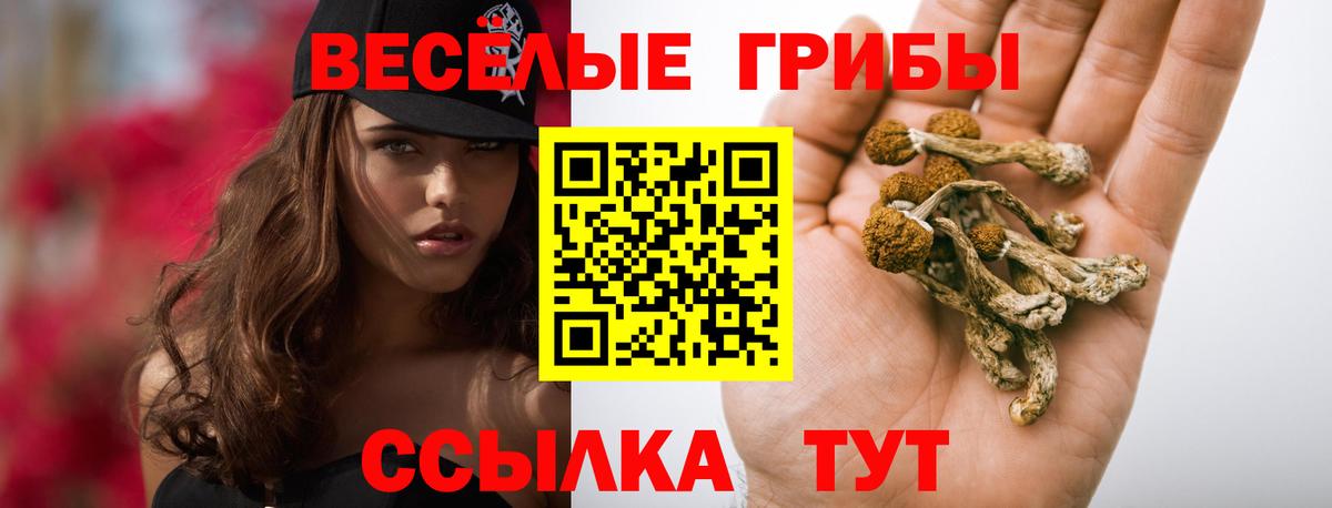 Псилоцибиновые грибы Cubensis Шали